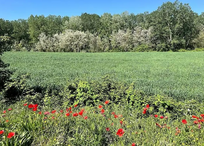 فيلة Timeless Elegance بودجيبونسي